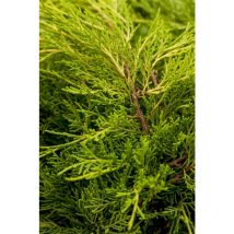 Chinesischer Wacholder 'Old Gold' Juniperus media 'Old Gold' 7L 40- 50