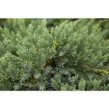 Bodenwacholder 'Blue Carpet' Juniperus squamata 'Blue Carpet' 2L 20- 30