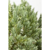 Pflanzen-für-dich.de - Blauer Zwerg-Wacholder 'Blue Star' Juniperus squamata 'Blue Star' Sta c 10 Krone mehrj. Sth. 60-