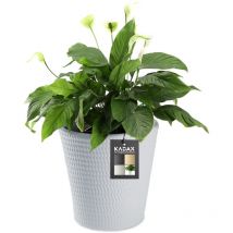 Pot de fleurs en plastique, disponible en 3 couleurs, résistant aux intempéries, avec surface mate, pot de fleurs d'extérieur (gris ø 40 cm) - Kadax