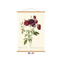 Kakemono rosa centifolia 40x60