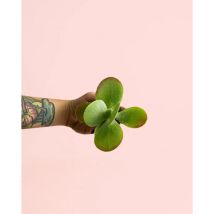 Pur Plant - Kalanchoe Mini Plantas Naturales