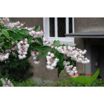 Kalmiendeutzie Deutza kalmiiflora rosa Zierstrauch60-80