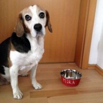 Karlie - beschreibbarer Futternapf - rot - 950 ml