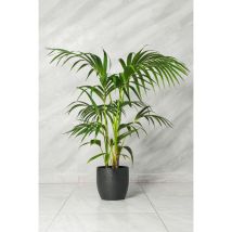 Kenzia Kentia Howea Forsteriana En Pot 21cm Photo Réelle H 140cm Plante Réelle