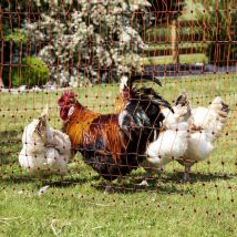 Filet pour volailles h 106 cm x l 50 m Kerbl x Modèle Pointe double