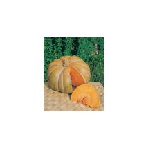 Courge musquee de provence - 10 g - divers