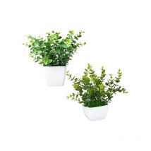 King Home - piantine artificiali set 2 pz in scatola trasparente di acetato
