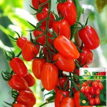 Kirschtomaten Samen 200 Stück, Cocktailtomaten Saatgut Red Saint