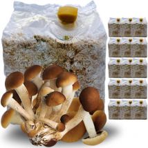 15 Kit Coltivazione Funghi Pioppini, Agrocybe aegerita, Micelio selezionato di Prima Scelta, Facile Coltivazione, Ballette da 3 Kg - Acquaverde