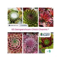 Leaderplant.com - kit 6 Sempervivum Chick Charms - Jourbarbes - Lot de 6 godets