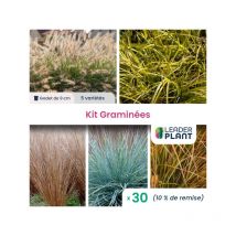 Leaderplant.com - Collection de 15 Graminées - 5 variétés - Lot de 30 godets