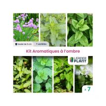 Leaderplant.com - Kit d'Aromatiques à l'Ombre - 7 variétés en godet