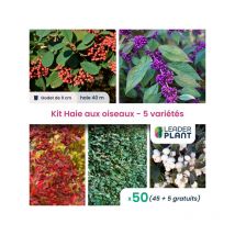 Leaderplant.com - Kit haie aux oiseaux - 5 variétés - lot de 50 godets