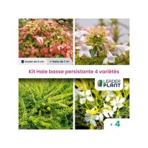 Leaderplant.com - Kit Haie Basse Persistante - 4 variétés - Lot de 4 godets