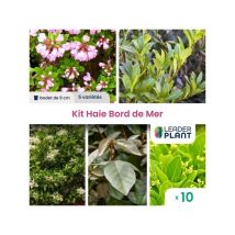 Kit Haie Bord de Mer - 5 variétés - Lot de 10 godets