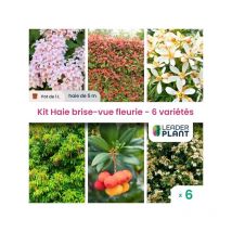 Leaderplant.com - Kit Haie Brise Vue Fleurie - 6 variétés - Lot de 6 plants en pot de 1 litre