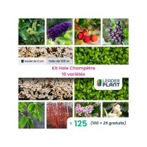 Kit Haie champêtre - 10 variétés - Lot de 125 godets