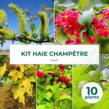 Kit Haie Champêtre - 10 Jeunes Plants