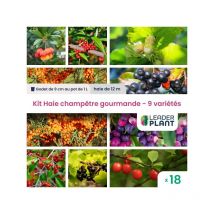 Leaderplant.com - Kit Haie Champêtre Gourmande - 9 variétés - Lot de 18 godets et pot de 1 l