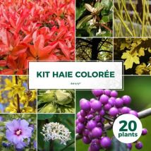 Pépinières Naudet - Kit Haie Colorée - 20 Jeunes Plants