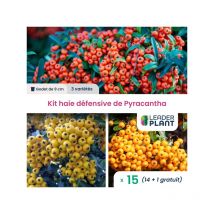 Leaderplant.com - Kit haie défensive - 3 variétés - Lot de 15 godets