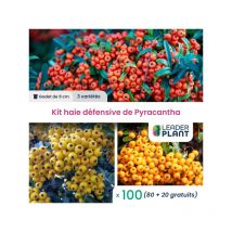 Kit haie défensive - 3 variétés - Lot de 100 godets