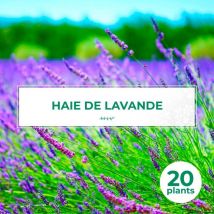 Pépinières Naudet - 20 Lavandes (Lavandula 'Angustifolia') - Haie de Lavande