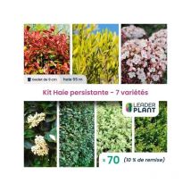 Kit Haie persistante - 7 variétés - Lot de 70 godets