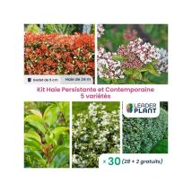 Leaderplant.com - kit Haie Persistante et Contemporaine - 5 variétés - Lot de 30 godets