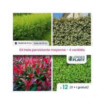 Leaderplant.com - Kit Haie Persistante Moyenne - 4 variétés - Lot de 12 godets