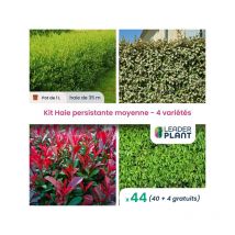 Kit Haie Persistante Moyenne - 4 variétés - Lot de 44 pots de 1 L
