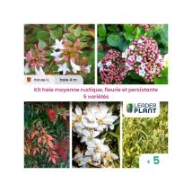 Kit haie moyenne rustique, fleurie et persistante - 5 variétés - Lot de 50 pots de 1 l