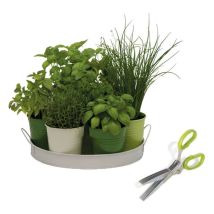 Kit herbes aromatiques en cuisine – Jardin piscine – Plantes potagères et aromatiques – FLOREX