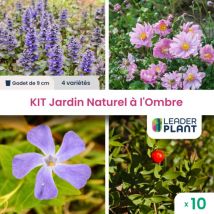 Leaderplant.com - Kit Jardin Naturel à l'Ombre - 4 variétés - Lot de 10 godets