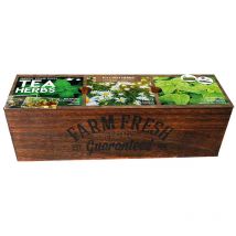 Kit prêt à pousser - Herbes à Thé