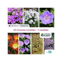 Kit Vivaces Rocailles - 7 variétés - Lot de 16 godets