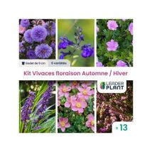 Kit Vivaces floraison Automne / Hiver - 6 variétés - Lot de 13 godets