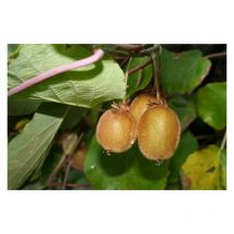 Vivaio Garden Forest - Kiwi Actinidia chinensis autofertile vaso 18cm h 150cm