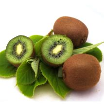 Kiwi chinensis Solo (autofertile)/Pot de 2L