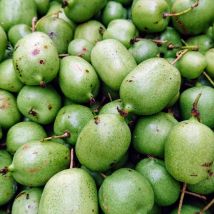 Kiwi de Sibérie arguta Chang Bai Giant (Femelle)/Pot de 1,5L