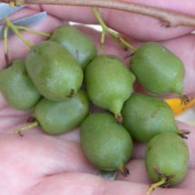Kiwi de Sibérie arguta Issaï (Autofertile)/Pot de 6L