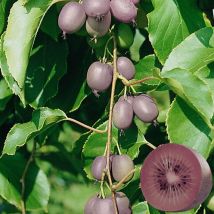 Kiwi de Sibérie arguta Ken's Red (Femelle)/Pot de 3L