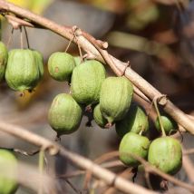 Kiwi de Sibérie arguta Kokuwa (Autofertile)/Pot de 3L