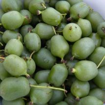 Kiwi de Sibérie arguta Super Issaï (Autofertile)/Godet