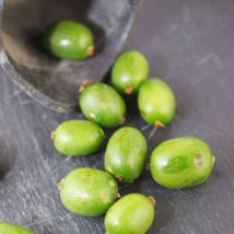 Plantes Avenue - Kiwi de Sibérie arguta Vitikiwi (Autofertile)/Pot de 3L