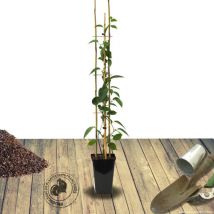 Kiwi de Sibérie arguta Weiki (Mâle)/Pot de 3L