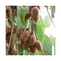 Kiwi femelle 'Kiwidoo ' - actinidia chinensis 3L - 90/120cm