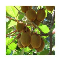 Kiwi femelle 'Moncap' - actinidia 3L