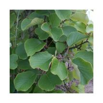 Kiwi mâle - actinidia deliciosa 1,5L